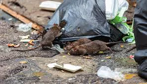 ratas.jpeg