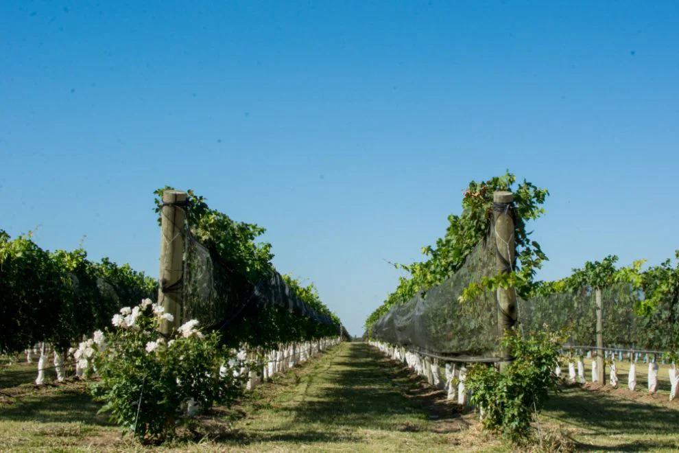 6_Vinedos_Terra_Camiare_PHACT.jpg