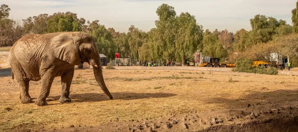 elefante-Kenya-murio-en-un-santuario-de-Brasil-16-12-2025.jpg