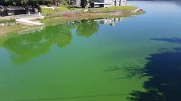 Colocan camalotes en el lago San Roque para evitar la reproducción de cianobacterias