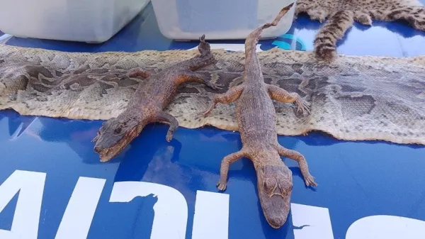 Desbarataron un "zoo" clandestino con todo tipo de animales exóticos en Villa Adela