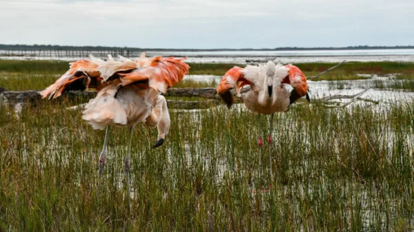 Liberaron dos flamencos australes y 48 aves pequeñas en la región de Ansenuza