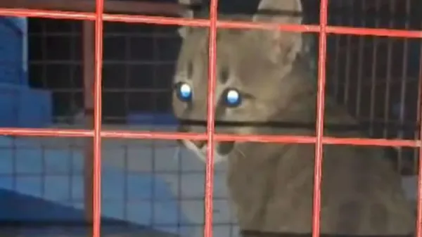 Rescataron a un puma del patio de una casa