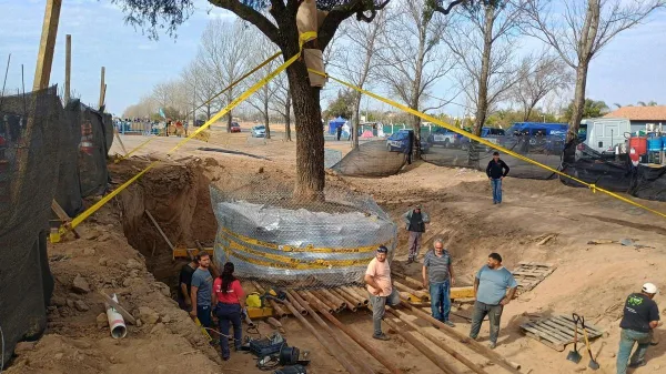 No pudieron remover el quebracho blanco y está en riesgo grave