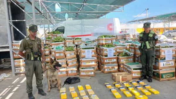 Incautaron más de 63 kilos de cocaína ocultos en un camión con bananas