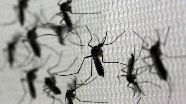 Salud confirma tres nuevos casos autóctonos de chikungunya en Córdoba