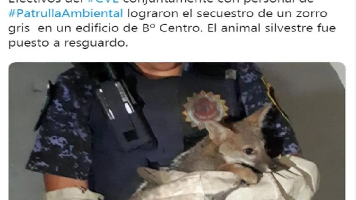 La Patrulla Ambiental encontró un zorro en un edificio en pleno Centro de Córdoba