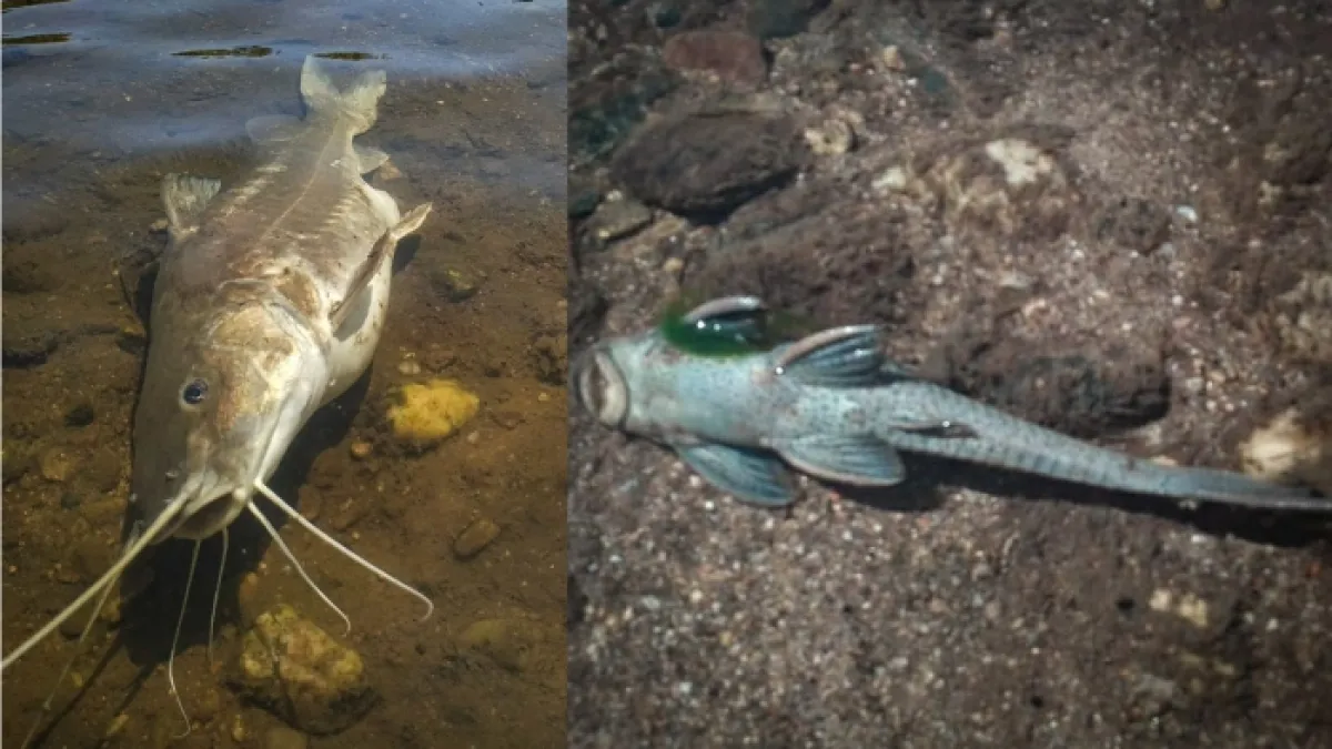 Multarán a una petroquímica por la muerte de cientos de peces en Río Tercero