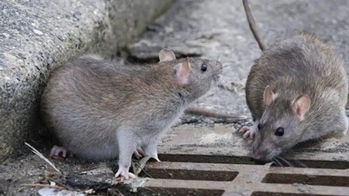 Vecinos denuncian invasión de ratas en un edificio de Nueva Córdoba