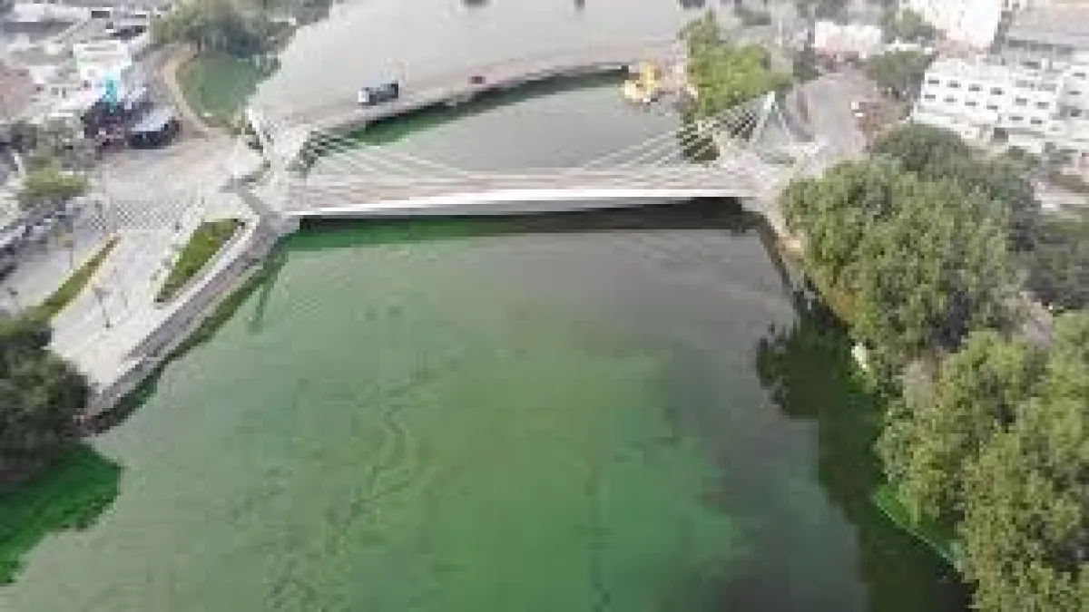 Las algas invadieron el Lago San Roque