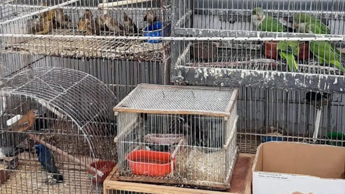 Rescataron 50 animales silvestres en Villa María, listos para ser comercializados