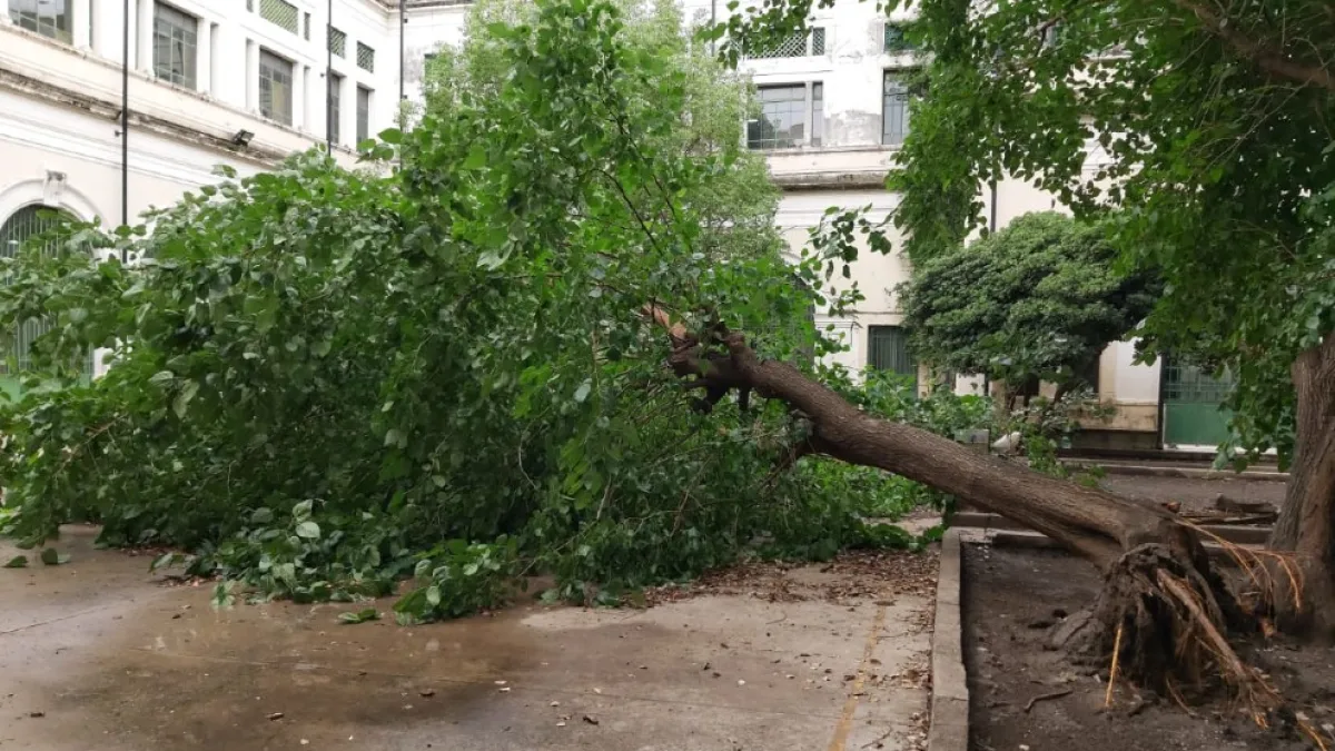 Reinician tareas de mantenimiento de espacios verdes del Carbó