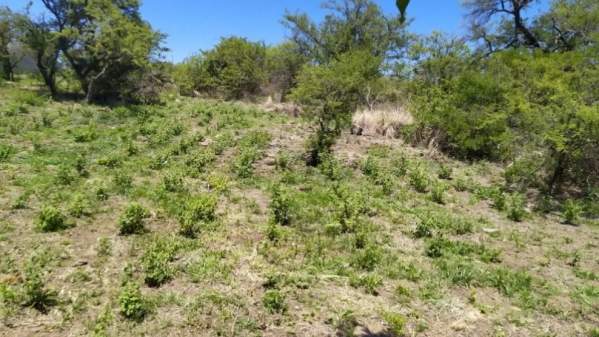 CBSé cultiva peperina a gran escala en un campo cordobés