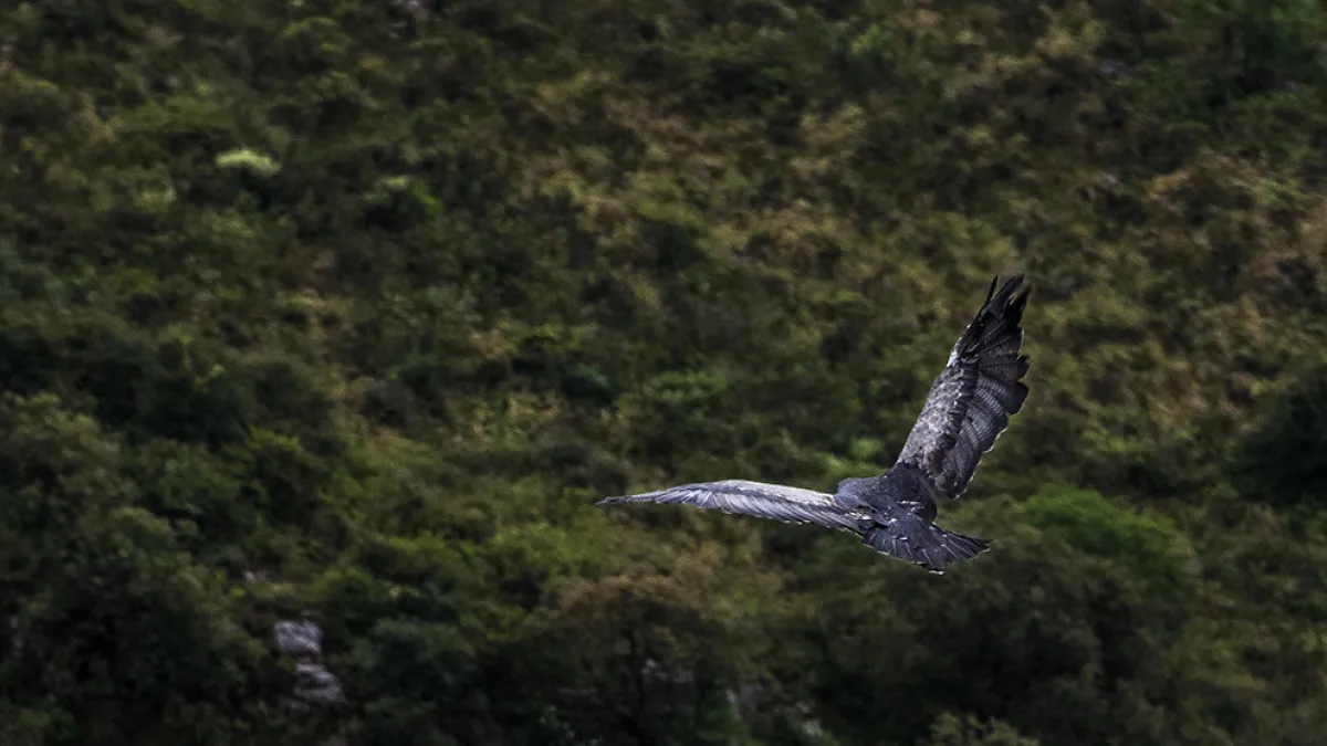 Se liberaron 43 aves recuperadas del tráfico ilegal