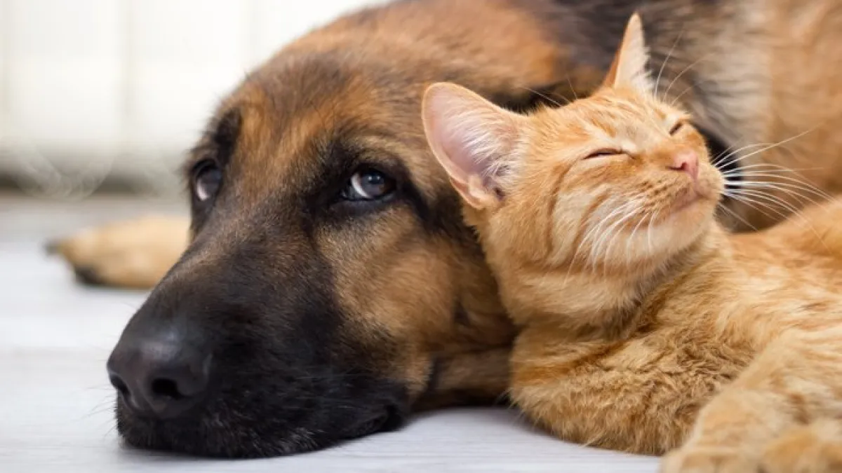 Día del Animal: por qué se celebra el 29 de abril