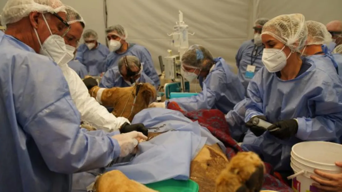 Treinta médicos veterinarios realizaron un chequeo integral al león Tango