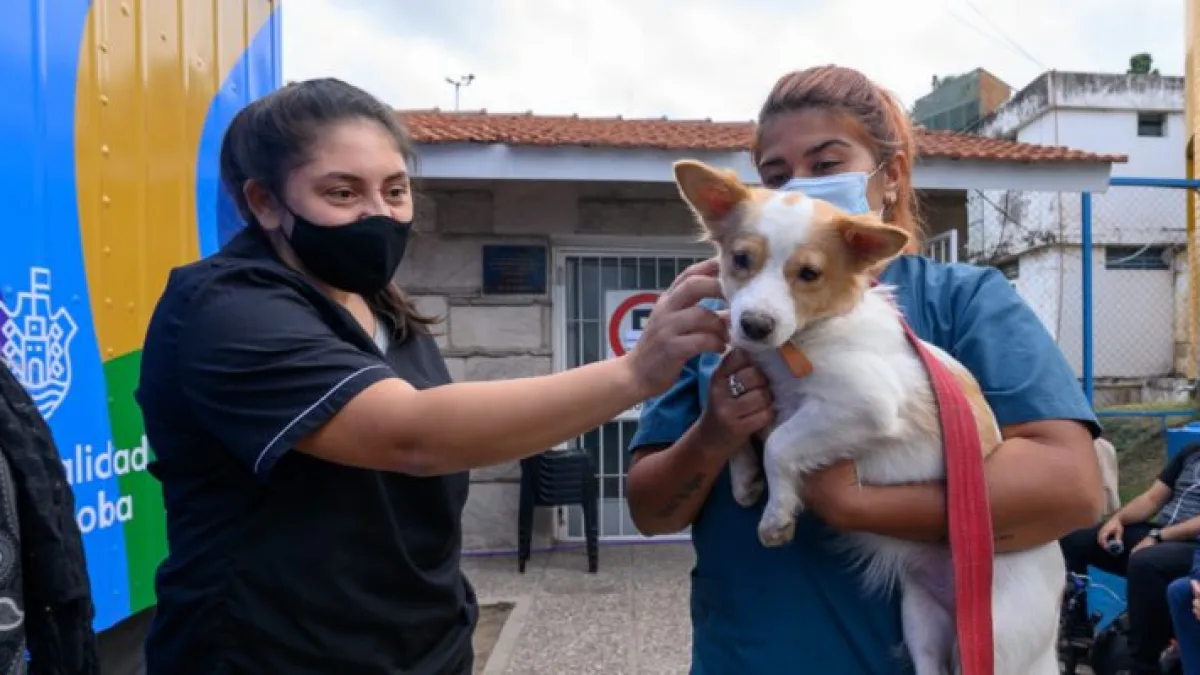 Plan de Castración de Mascotas: Ya se sumaron 50 veterinarias