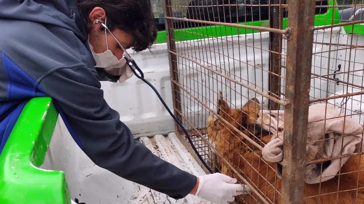 Falleció la aguará guazú rescatada en cercanías a Río Ceballos