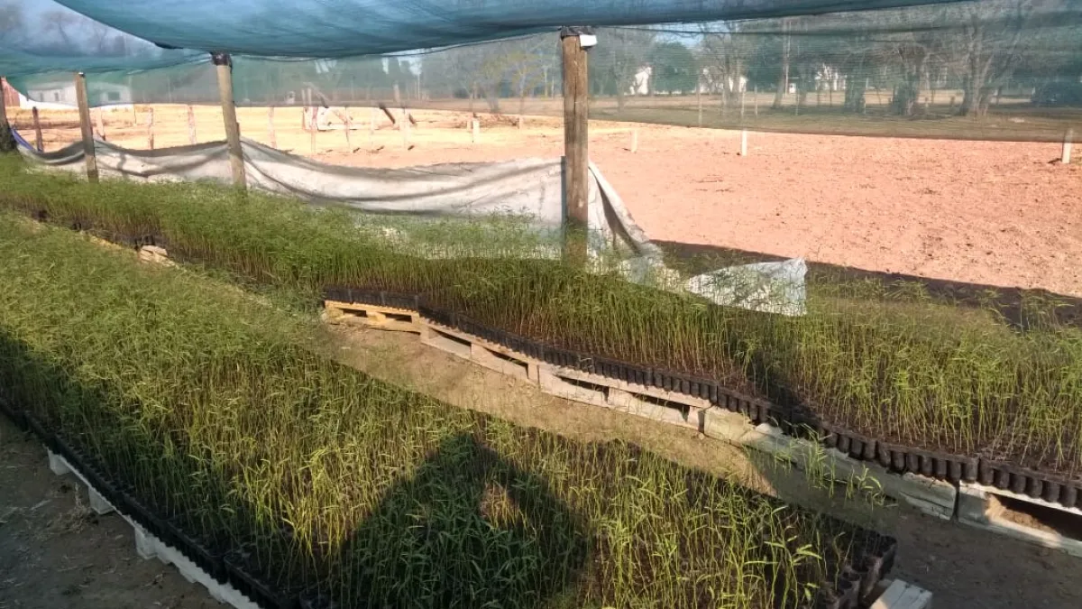 Llegaron 40 mil algarrobos en el marco del Plan Agroforestal
