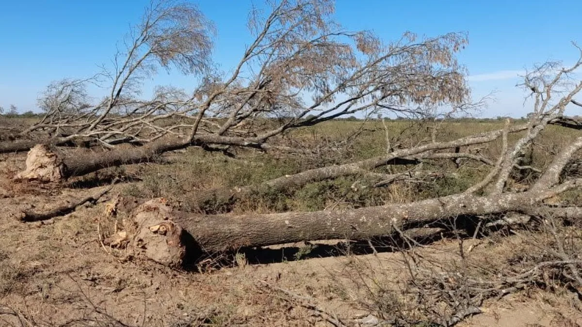 Policía Ambiental frenó intervenciones forestales ilegales en Gutemberg