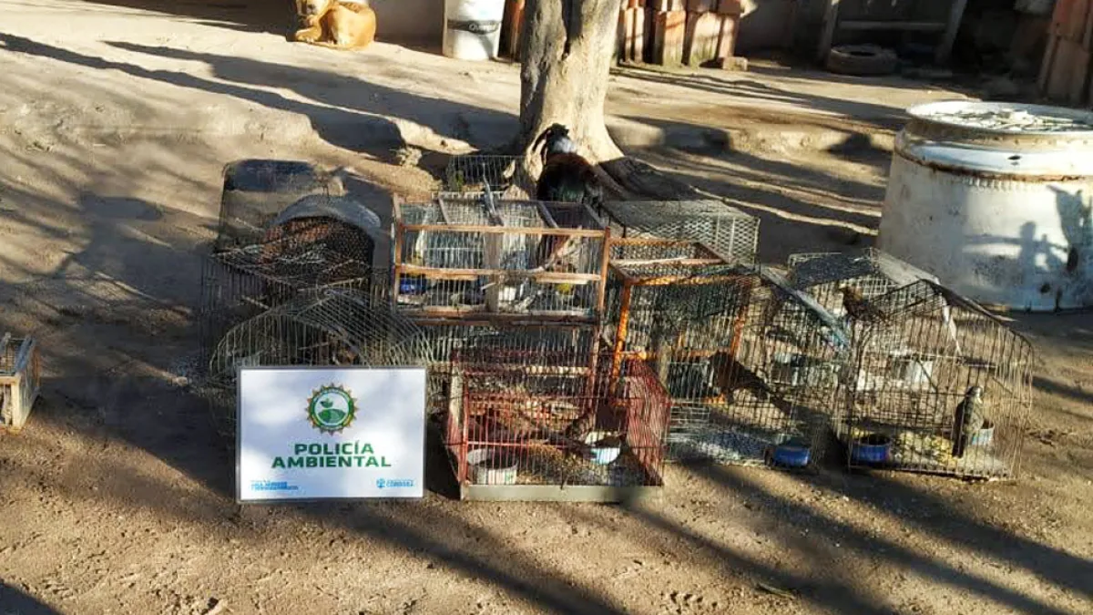 Policía Ambiental recuperó cerca de 80 aves silvestres