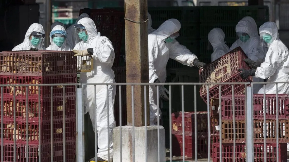 China reportó el primer caso de gripe aviar H3N8 en humanos