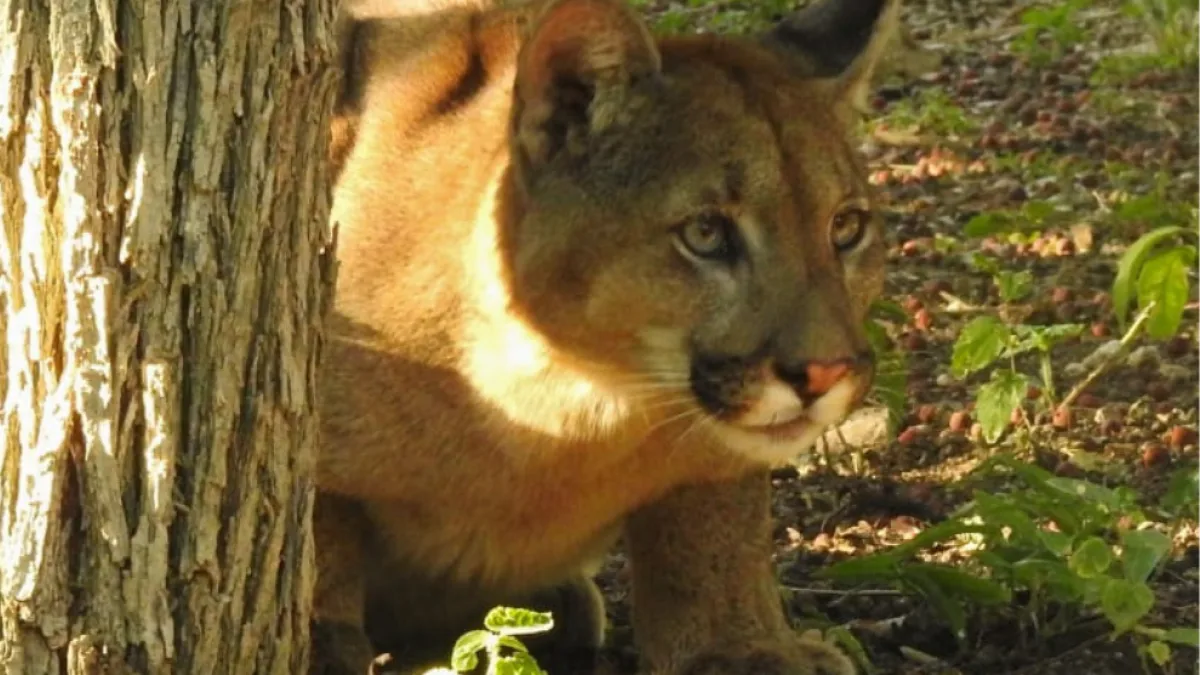 Capturaron un puma en San Marcos Sierras