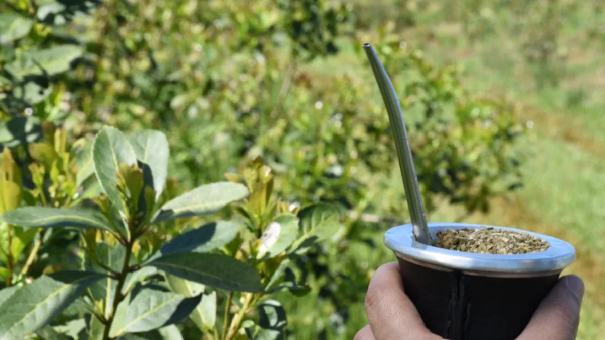 Establecen nuevos precios para la materia prima de la yerba mate