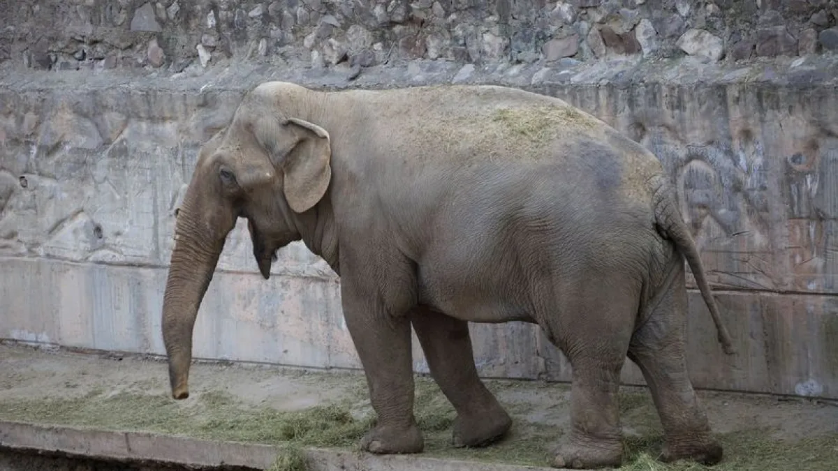 Trasladan a Tamy, el último elefante cautivo en el país, a un santuario de Brasil