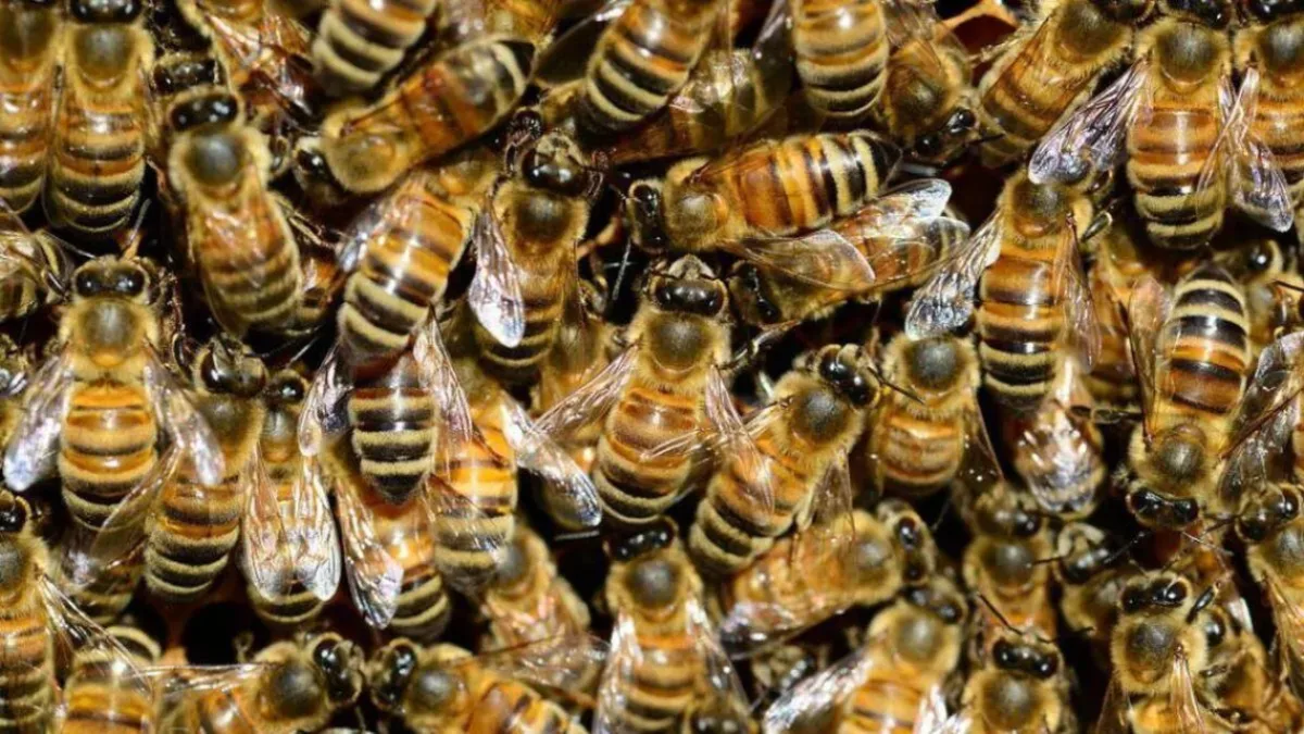 Un hombre murió al ser atacado por un enjambre de abejas