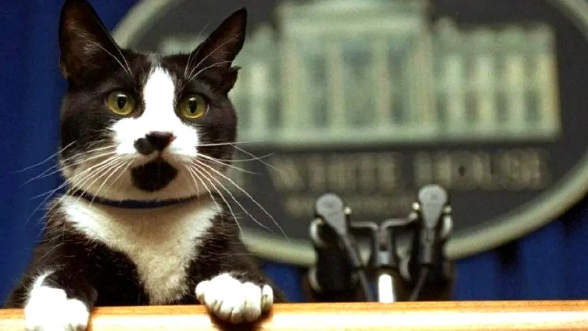 Día Internacional del Gato: por qué se celebra el 20 de febrero
