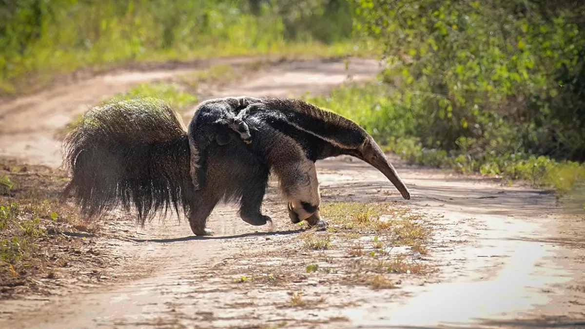 Un oso hormiguero sorprendió a la Región de Ansenuza