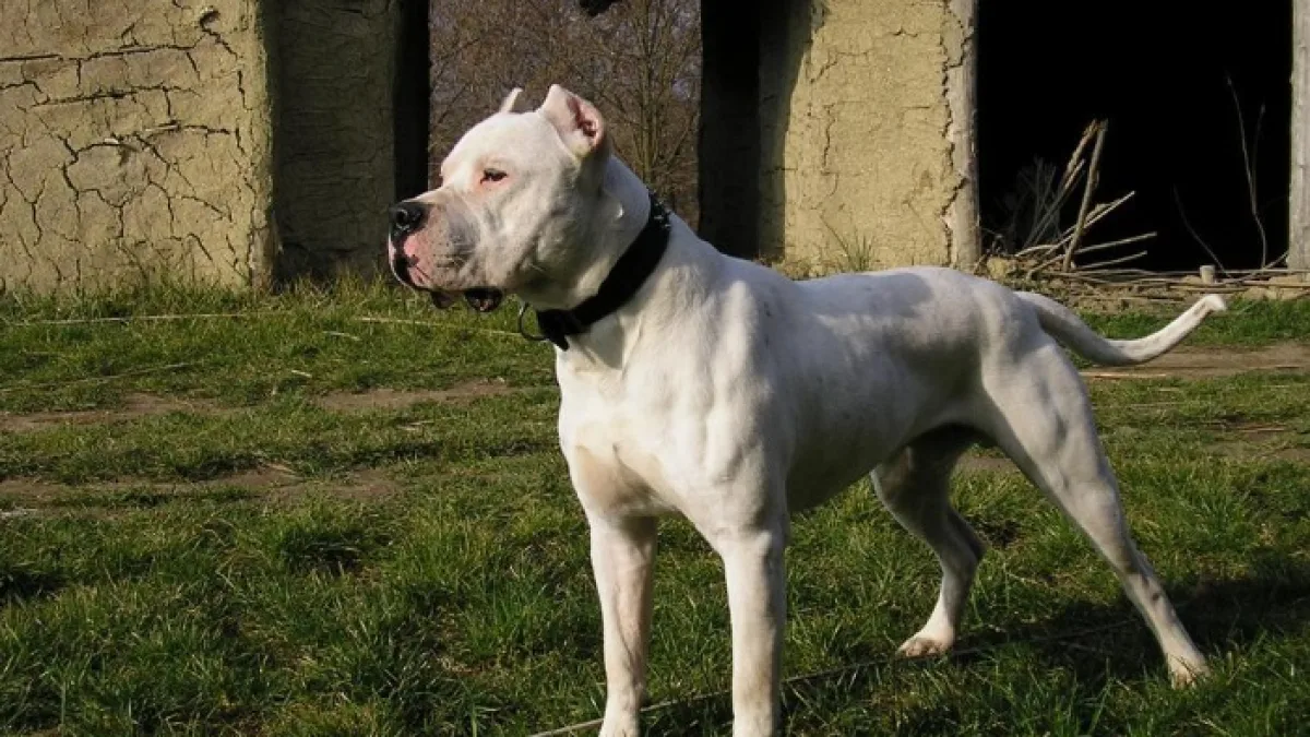 Entró a robar y fue atacado por dos perros dogos
