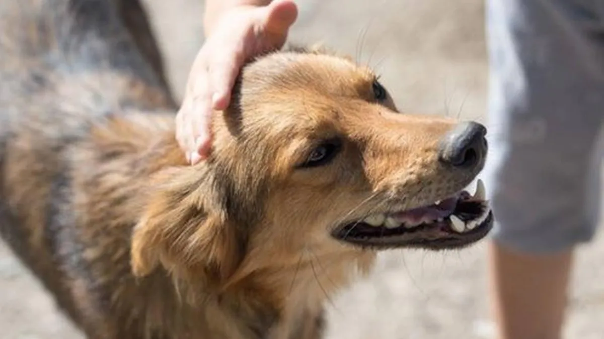 Día del Animal: ¿por qué se celebra hoy en Argentina?