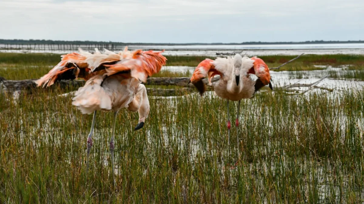 Liberaron dos flamencos australes y 48 aves pequeñas en la región de Ansenuza