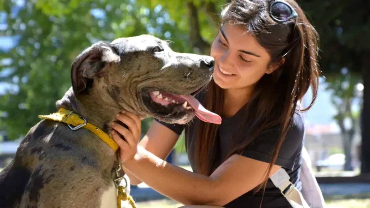 Este sábado habrá un Festival de adopción de perros y gatos en la Plaza de la Intendencia