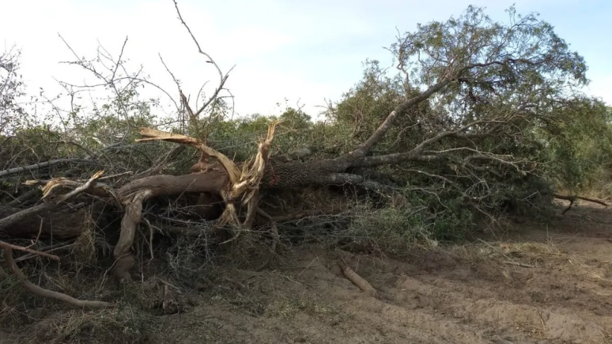 Policía Ambiental frenó seis desmontes y secuestró maquinarias