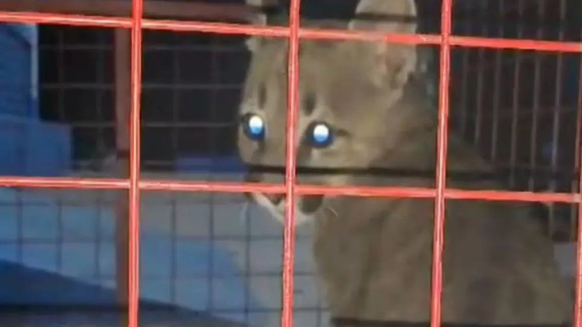 Rescataron a un puma del patio de una casa