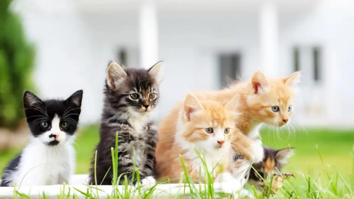 Día Internacional del Gato: origen y por qué se celebra