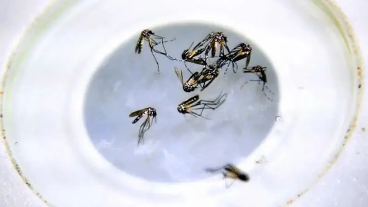 La OPS emitió un alerta por el virus del Oropouche