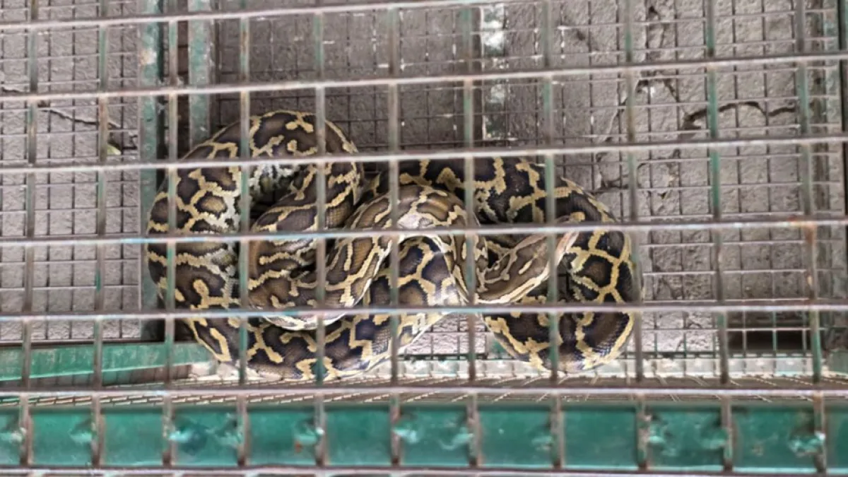 Encontraron una serpiente pitón en el patio de una casa