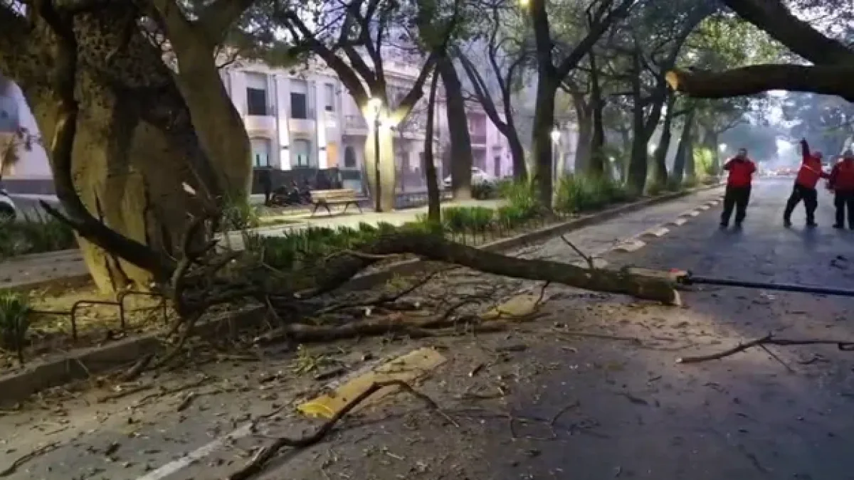 Cayó un árbol sobre boulevard Chacabuco