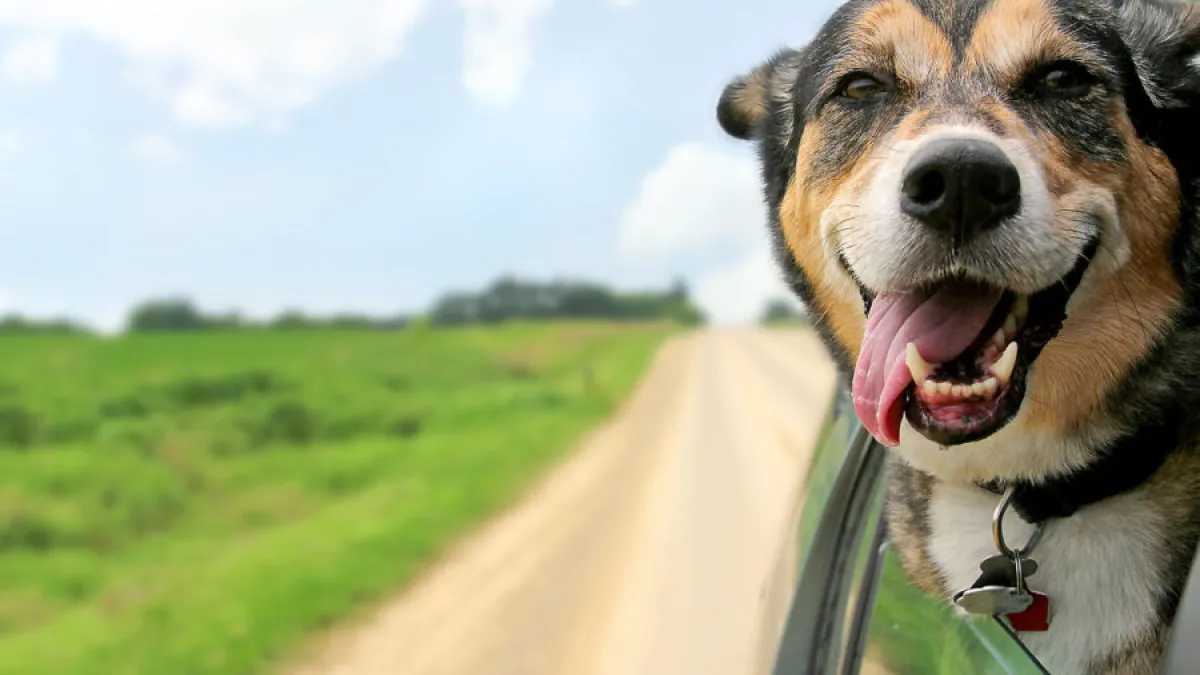 Día mundial del perro: por qué se celebra hoy