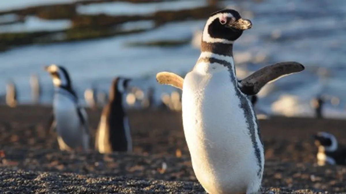 El Conicet presenta un nuevo streaming, esta vez con pingüinos en Chubut