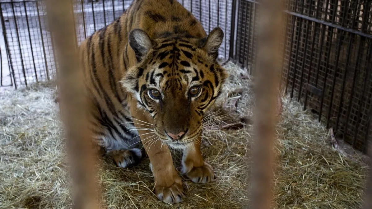 Trasladan a dos osos y una tigresa del ex Zoológico de Luján