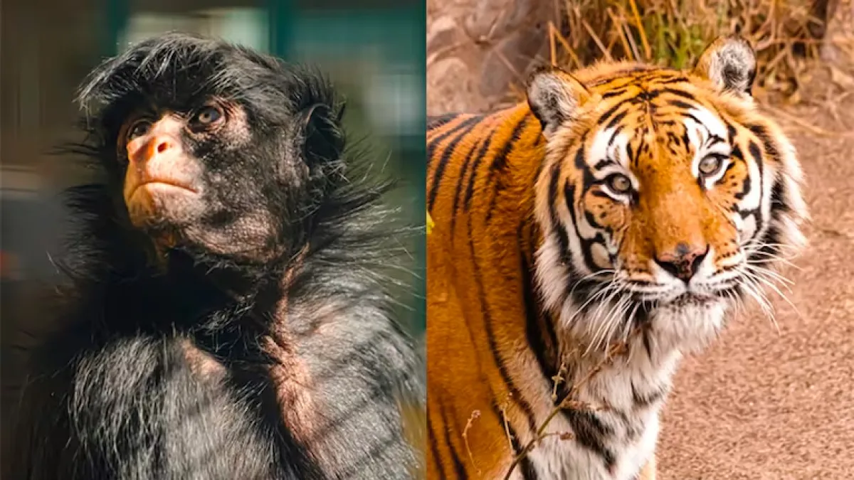 Tristeza por la muerte de la mona "Lisa" y el tigre "Diego", dos íconos del Parque de la Biodiversidad