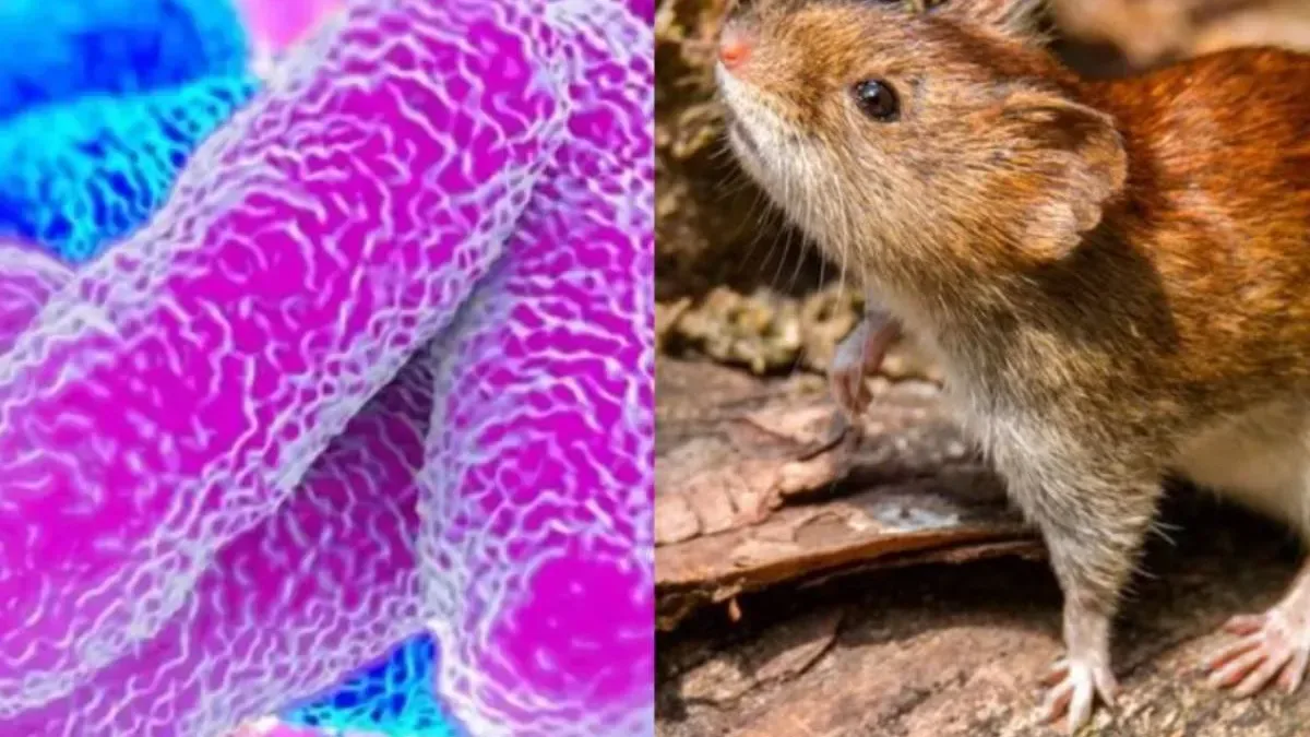 Alerta por leptospirosis: murió un hombre de 39 años en Bell Ville