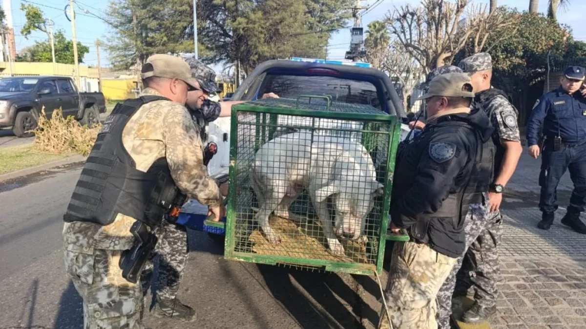 Dos dogos sueltos fueron puestos a resguardo tras una alerta de vecinos