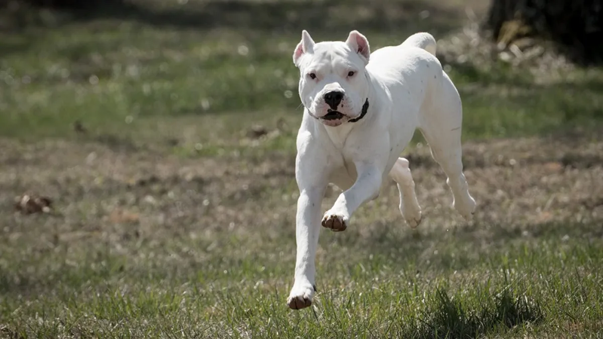 Un dogo argentino ingresó a una vivienda en Pilar y fue baleado