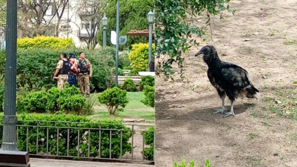 Apareció un visitante inesperado en la plaza Colón y tomó intervención la Patrulla Ambiental